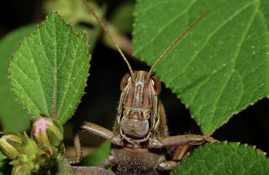 Grasshopper #1 Photograph by Larah McElroy