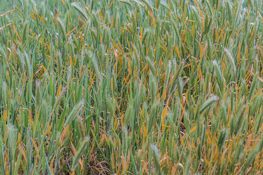 Grassy Abstract #1 Photograph by Patti Deters