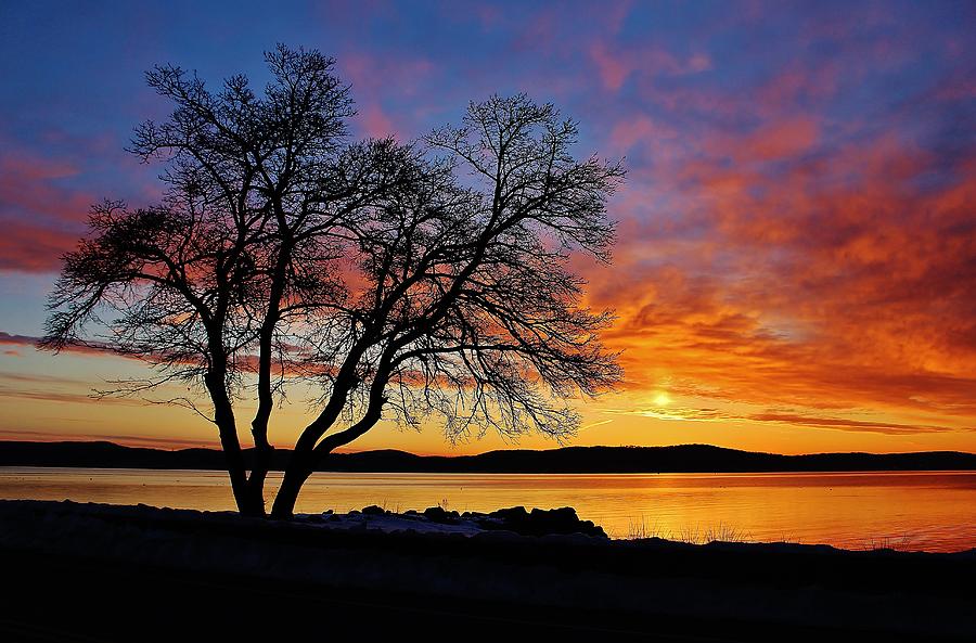 Grassy Point Sunrise Tree #1 Photograph by Thomas McGuire
