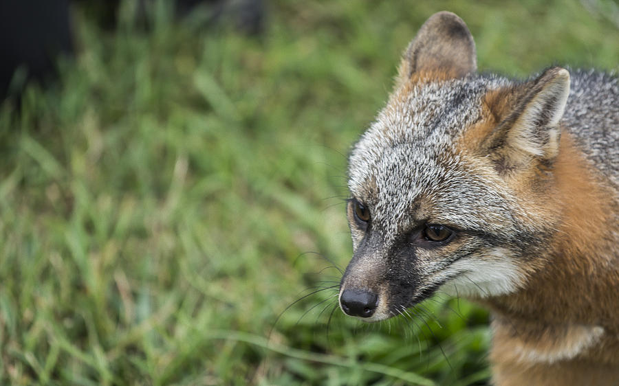 Gray Fox #1 Photograph by Tracy Winter