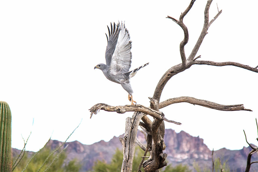Gray Hawk #1 Photograph by Tam Ryan