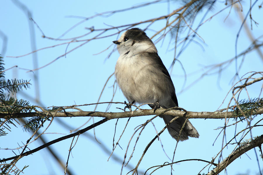 Gray Jay #1 Photograph by Brook Burling