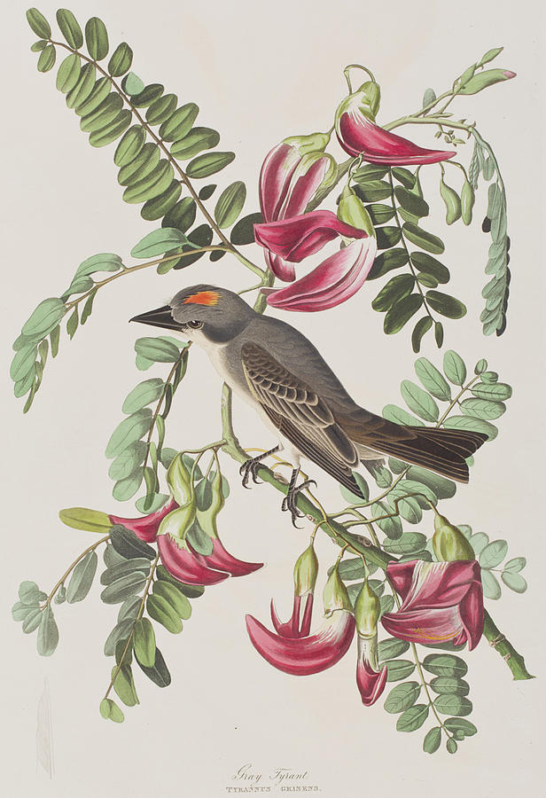 John James Audubon Painting - Gray Tyrant by John James Audubon
