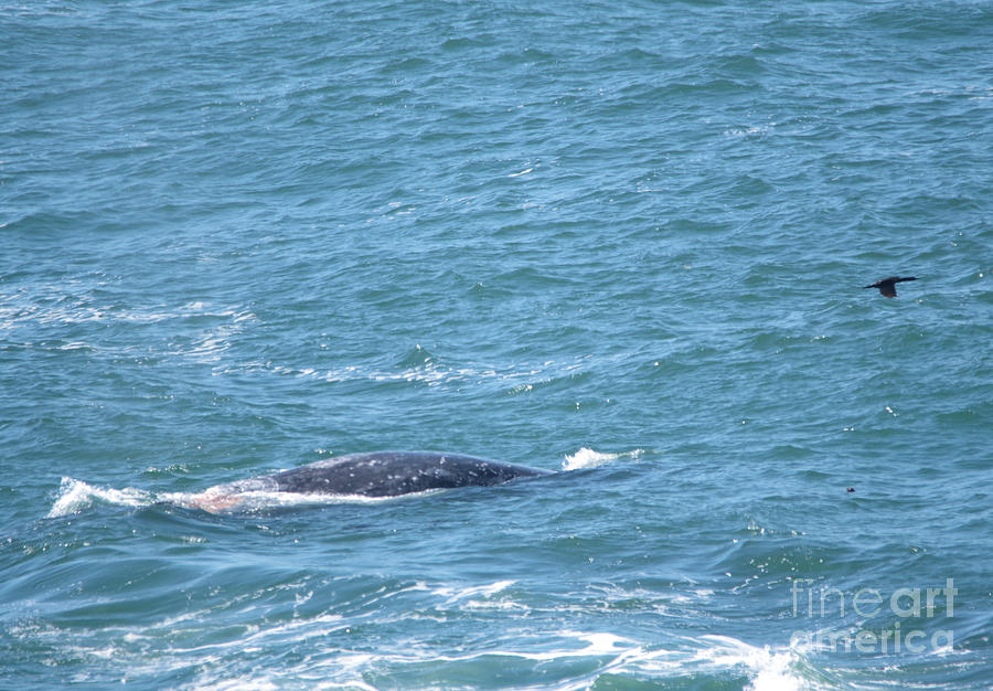 Gray Whale #2 Photograph by Jeff Swan