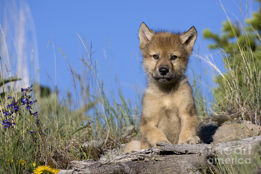 Gray Wolf Cub #1 Photograph by Jean-Louis Klein & Marie-Luce Hubert