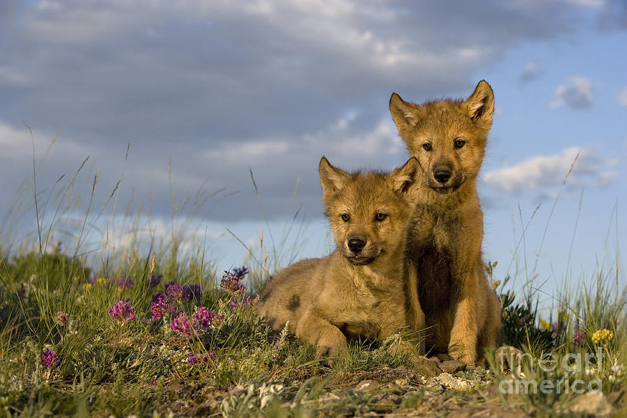 Gray Wolf Cubs #1 Photograph by Jean-Louis Klein & Marie-Luce Hubert