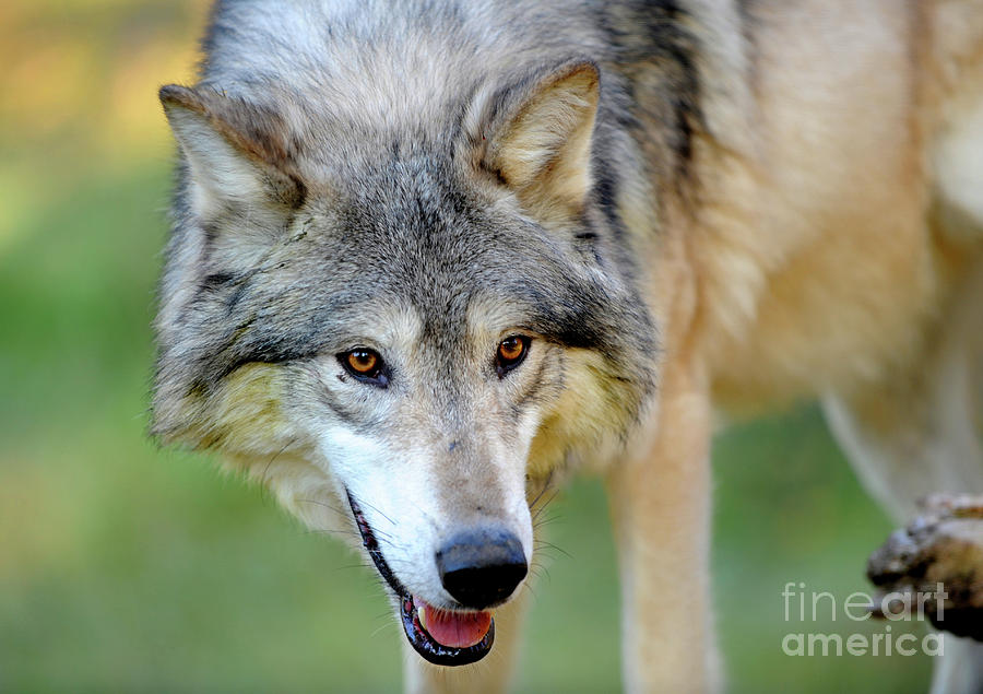 Gray Wolf #1 Photograph by Dennis Hammer