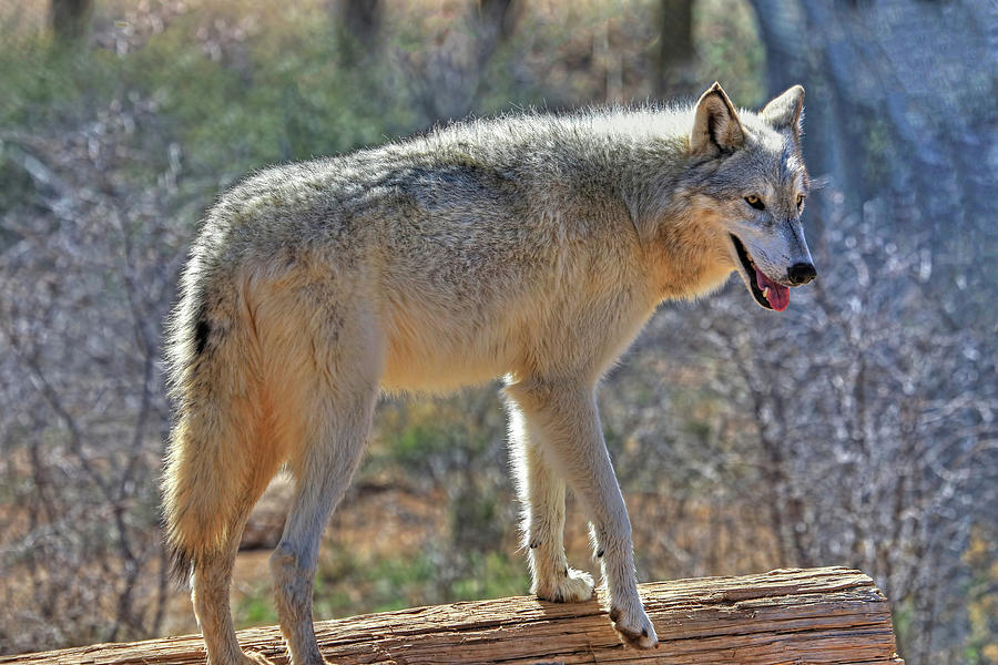 Wildlife Photograph - Gray Wolf by Donna Kennedy