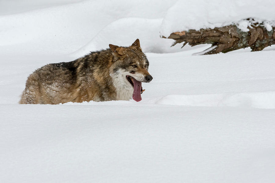 Gray Wolf in Winter #1 Photograph by Arterra Picture Library
