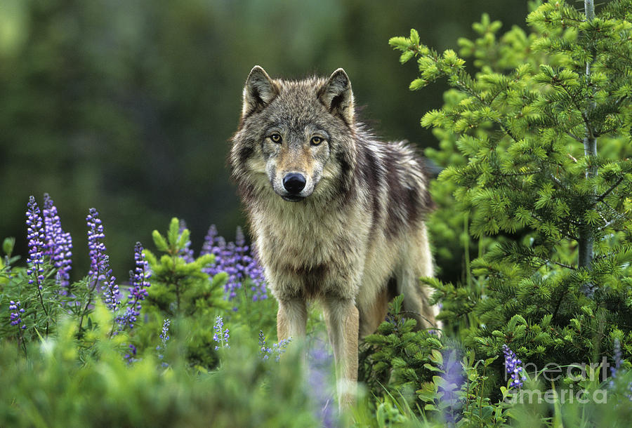 Gray Wolf #1 Photograph by Jean-Louis Klein & Marie-Luce Hubert
