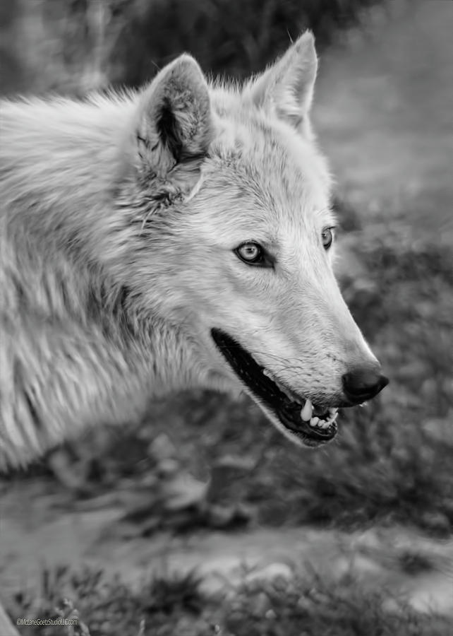 Gray Wolf #1 Photograph by LeeAnn McLaneGoetz McLaneGoetzStudioLLCcom