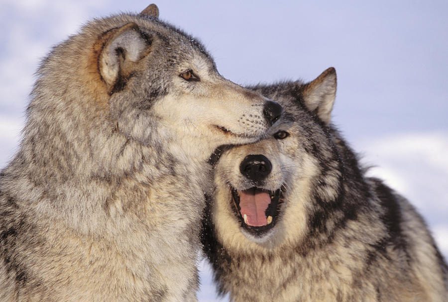 Wildlife Photograph - Gray Wolves #1 by John Hyde - Printscapes
