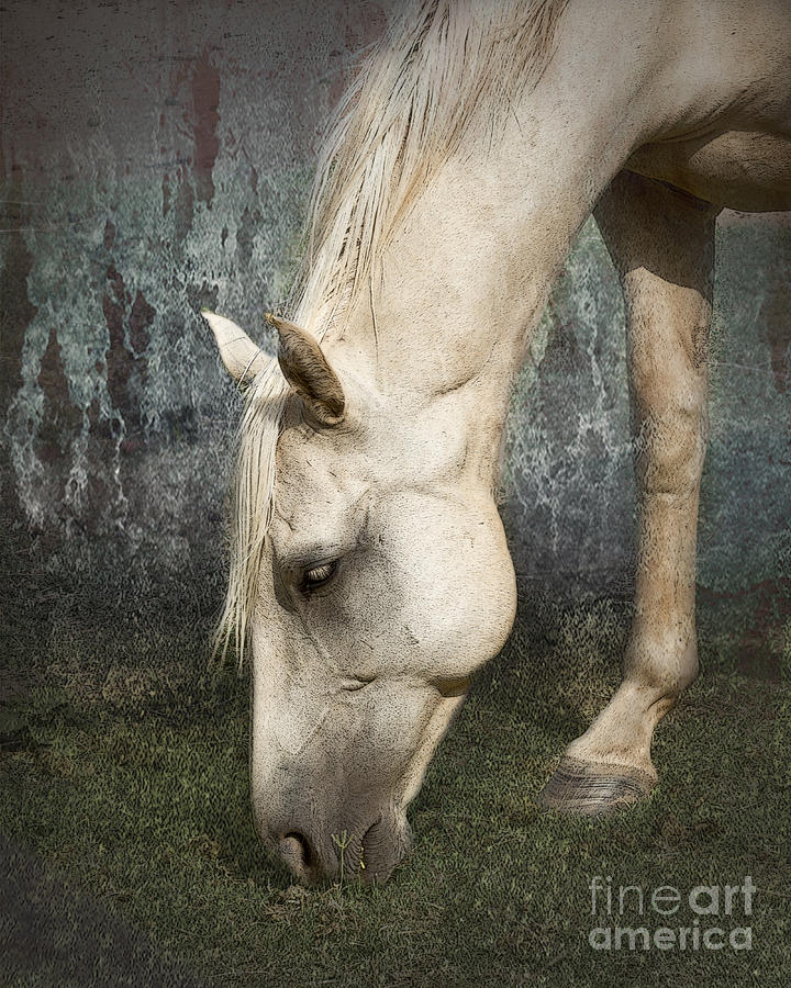 Horse Photograph - Grazing #1 by Betty LaRue