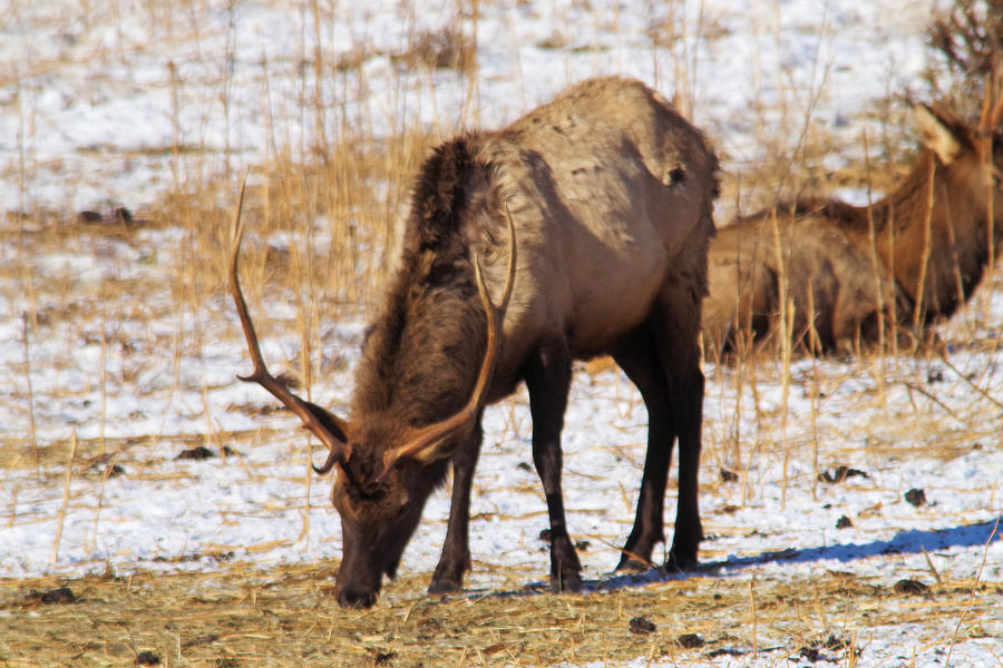 Grazing bull elk #1 Photograph by Jeff Swan