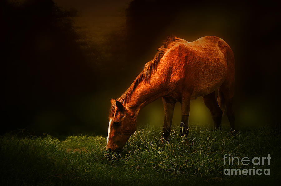Horse Photograph - Grazing #2 by Charuhas Images