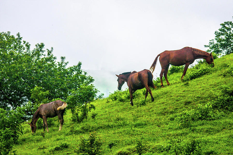 Grazing Horses Photograph By William E Rogers - Fine Art America