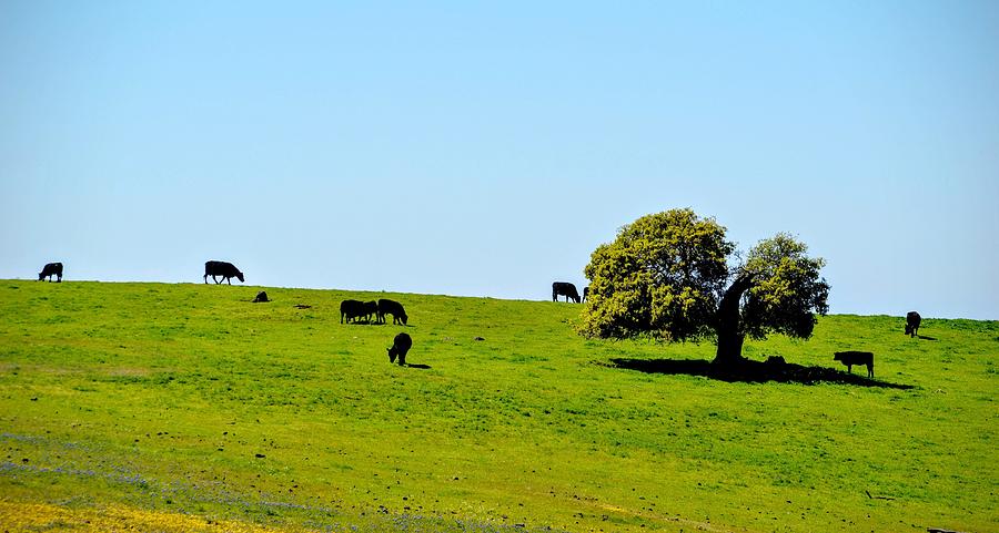 Cow Photograph - Grazing in the Grass #1 by AJ Schibig