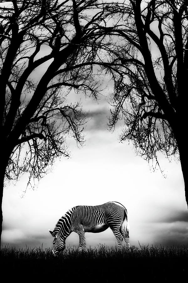 Tree Photograph - Grazing Zebra #1 by Joana Kruse