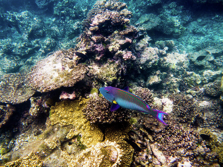 Great Barrier Reef #1 Photograph by Walt Sterneman