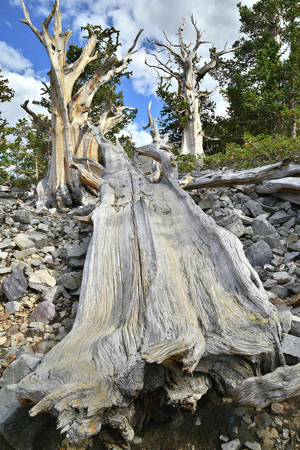 Great Basin Bristlecone #1 Photograph by Ray Mathis