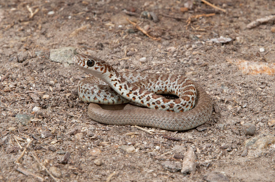 Western Yellow-bellied Racer - Juvenile Photograph by Damon Calderwood ...