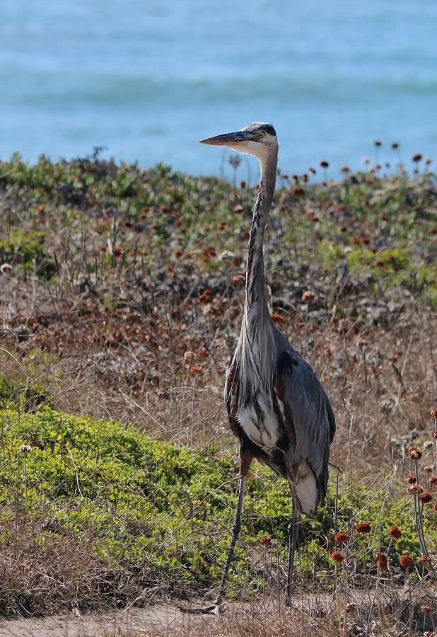 Great Blue Heron - 12 #1 Photograph by Christy Pooschke