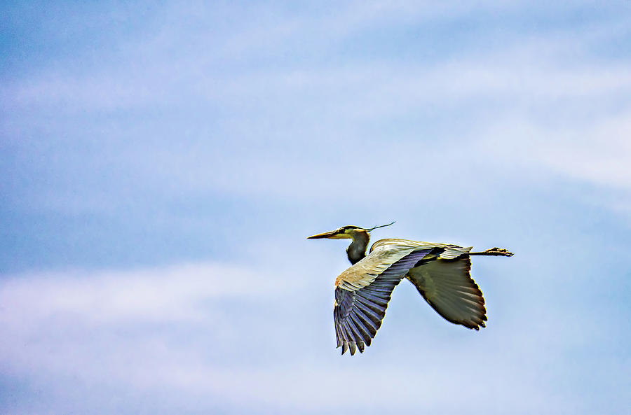 Great Blue Heron 2 #1 Photograph by Steve Harrington