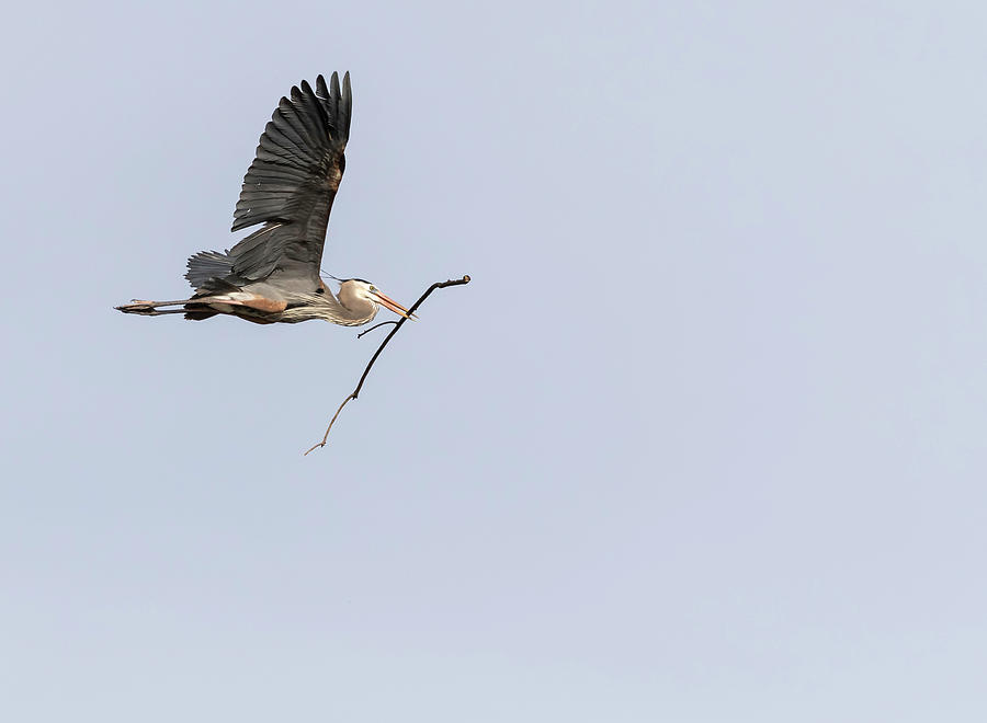 Great Blue Heron 2015-6 #1 Photograph by Thomas Young