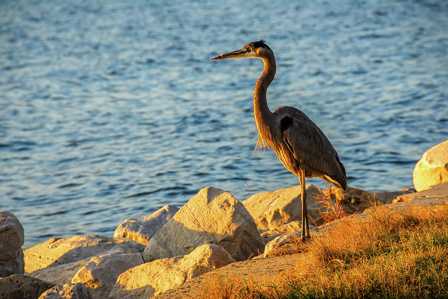 Great Blue Heron at sunset #1 Photograph by Patrick Wolf