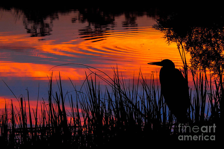 Sunset Photograph - Great Blue heron At Sunset #1 by Scott Moore