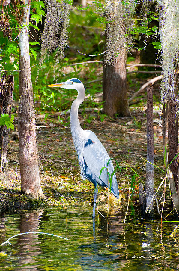 Great Blue Heron Photograph by Bill - Fine Art America