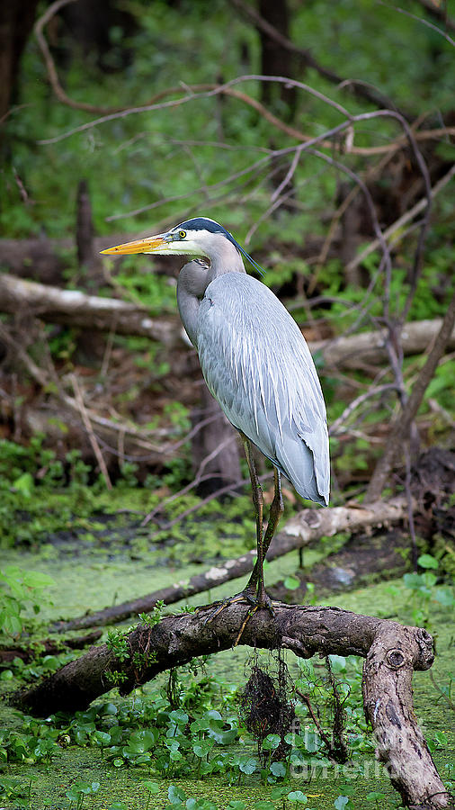 Great Blue Heron by Brad Marzolf Photography Great Blue Heron by Brad Marzolf Photography