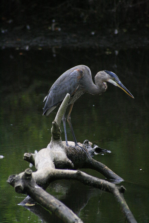 Great Blue Heron #1 Photograph by Christopher J Kirby