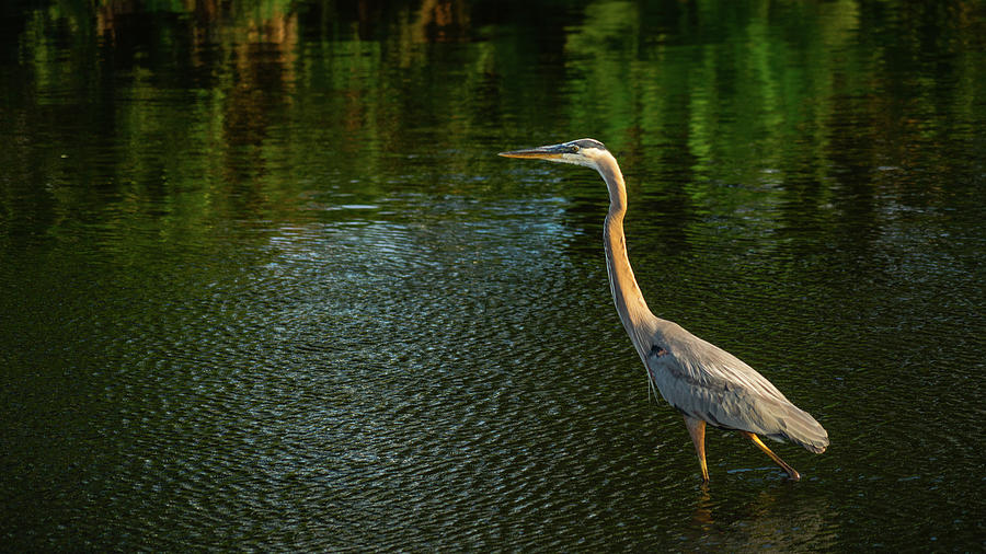 Great Blue Heron Delray Beach Florida #1 Photograph by Lawrence S Richardson Jr