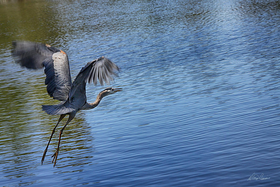 Great Blue Heron #1 Photograph by Diana Haronis