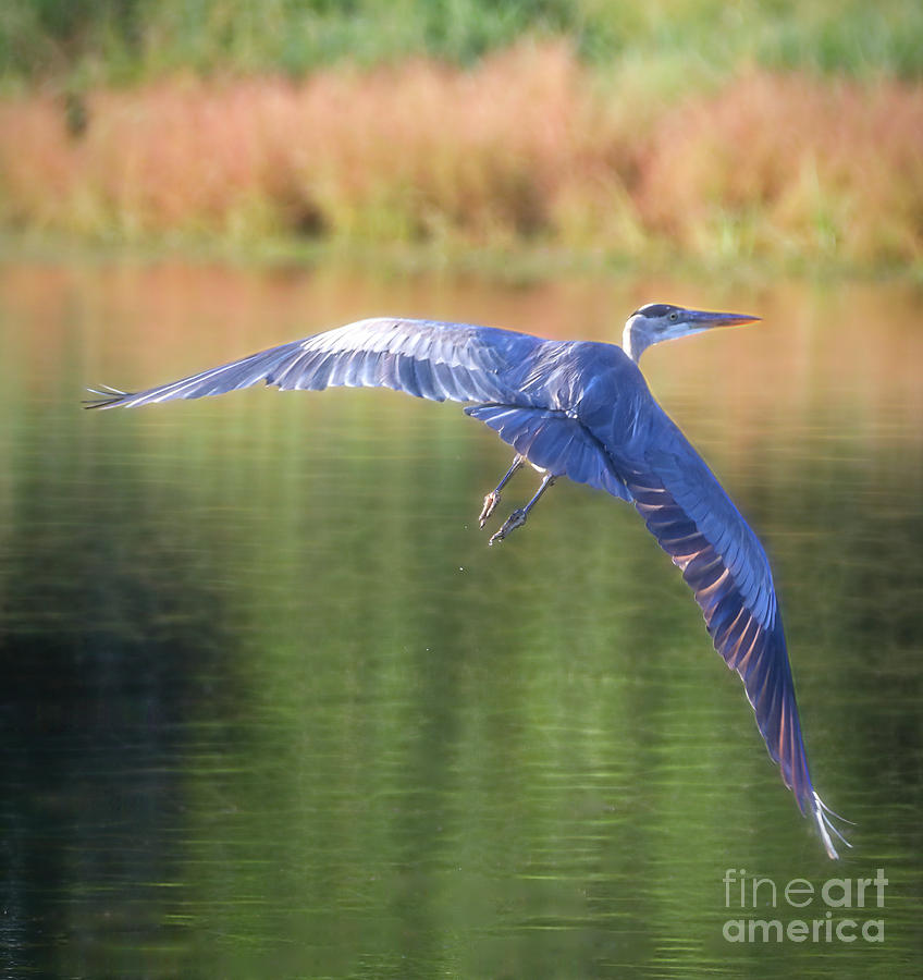 Great Blue Heron #1 Photograph by Elizabeth Winter