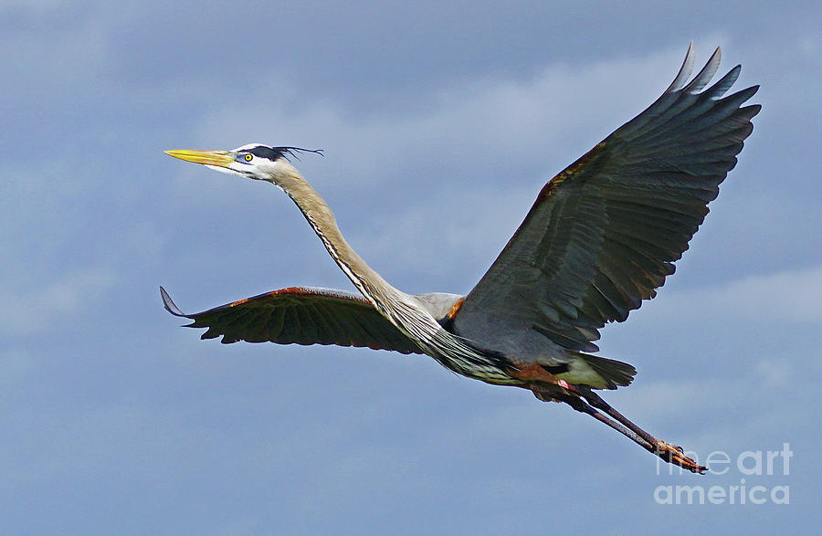Great Blue Heron flight 2 #2 Photograph by Larry Nieland