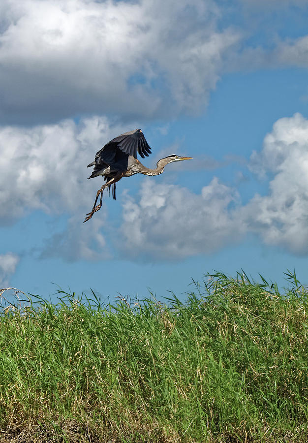Great Blue Heron Flying #1 Photograph by Sally Weigand