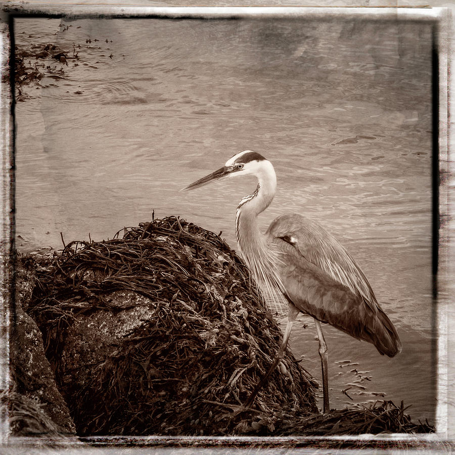 Great Blue Heron #1 Photograph by Frank Winters