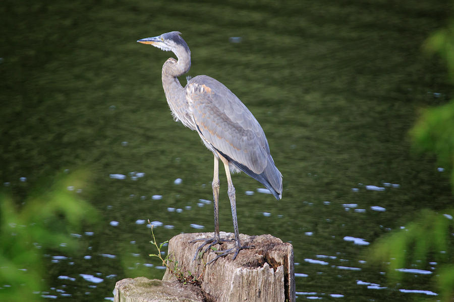 Great Blue Heron #1 Photograph by Gary Hall