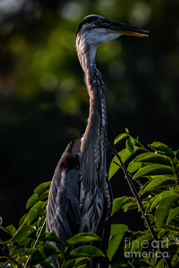 Great Blue Heron  #1 Photograph by George Kenhan