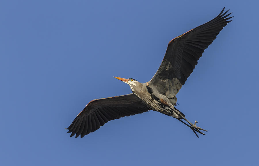 Great Blue Heron In Flight 2014-1 #1 Photograph by Thomas Young
