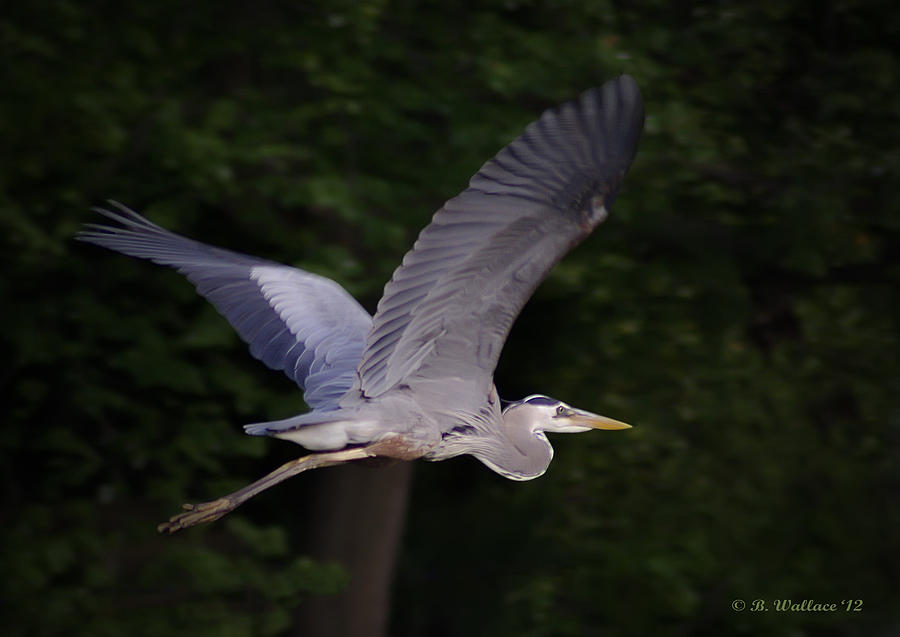 Great Blue Heron In Flight Photograph by Brian Wallace
