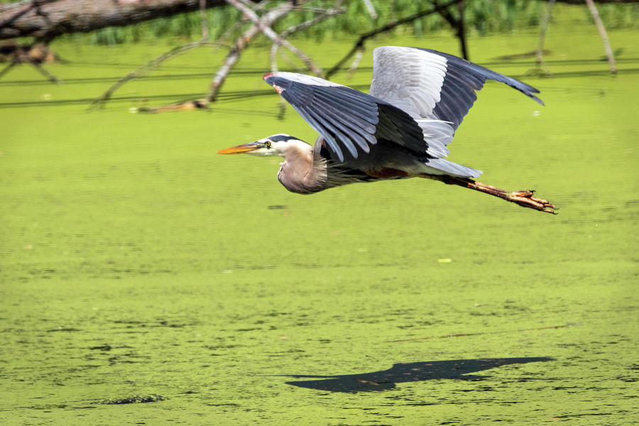 Great Blue Heron in Flight #1 Photograph by Ira Marcus