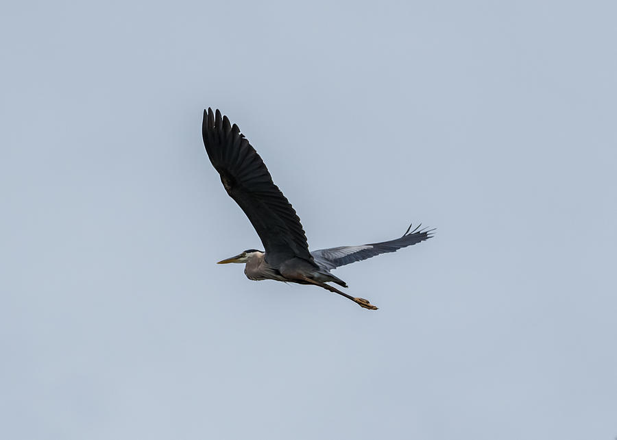 Great Blue Heron in Flight #1 Photograph by Holden The Moment