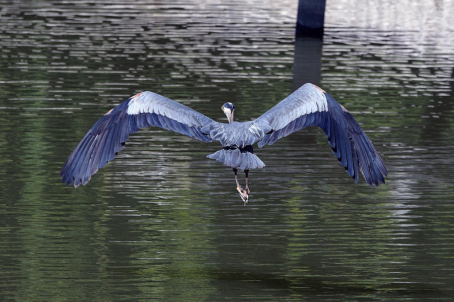 Great Blue Heron in Flight #1 Photograph by Kathleen Stephens