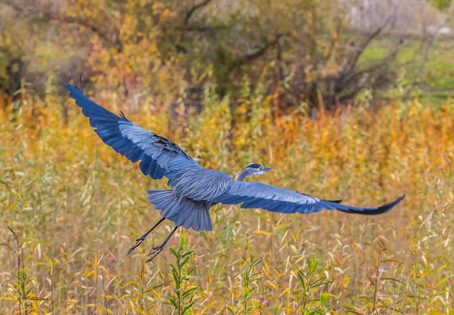 Great Blue Heron in Flight #1 Photograph by Marc Crumpler