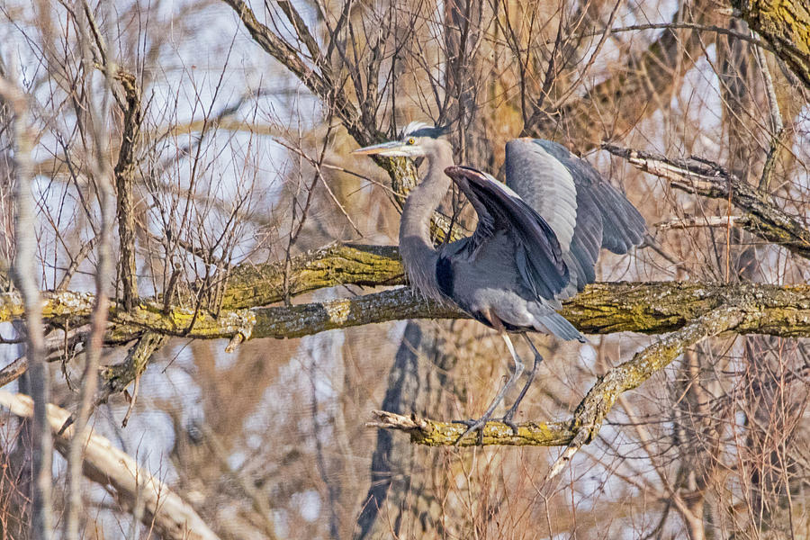 Great Blue Heron #1 Photograph by Ira Marcus