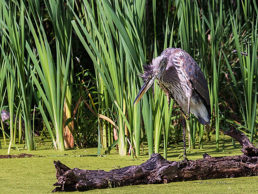 Great Blue Heron Itch #1 Photograph by Ed Peterson