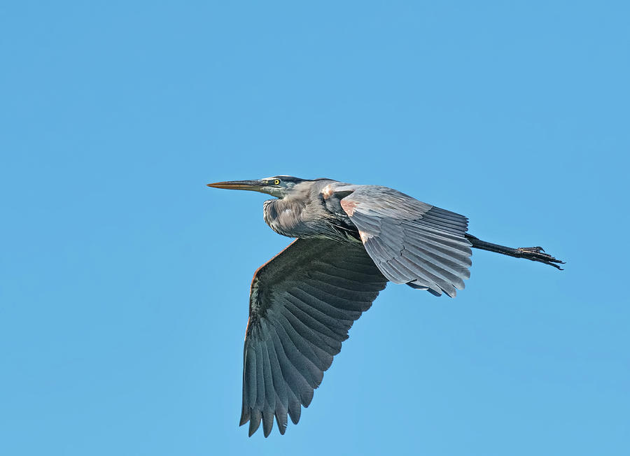Great Blue Heron #1 Photograph by Jim Zablotny